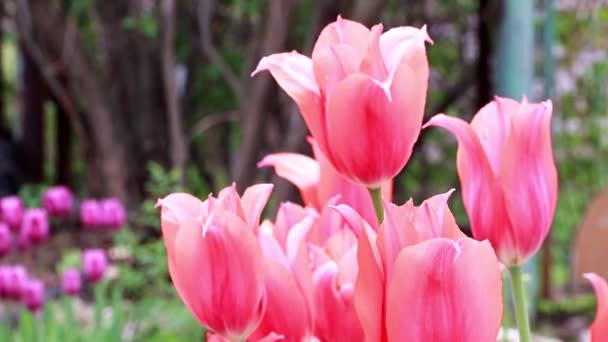 Красиві Червоні Квіти Тюльпани Прикраса Саду — стокове відео