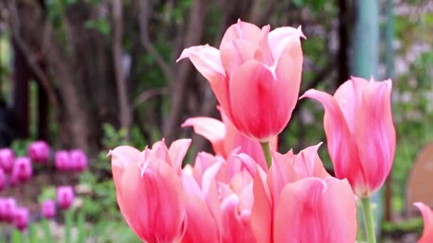 Hermosas Flores Escarlata Tulipanes Como Decoración Jardín — Vídeo de stock