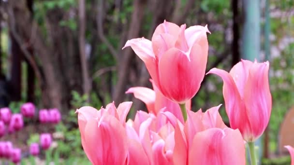 Hermosas Flores Escarlata Tulipanes Como Decoración Jardín — Vídeo de stock