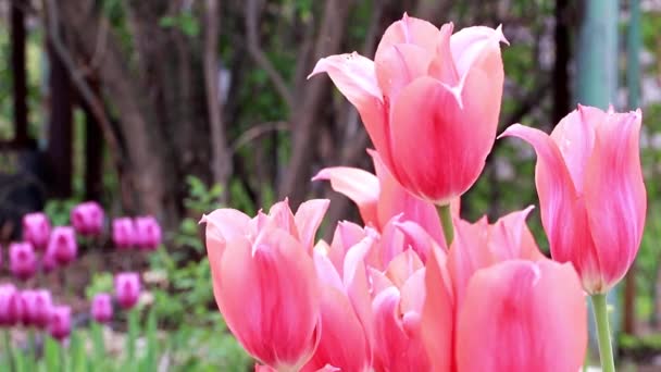 Bahçe Dekorasyonu Gibi Güzel Kızıl Çiçekler Laleler — Stok video