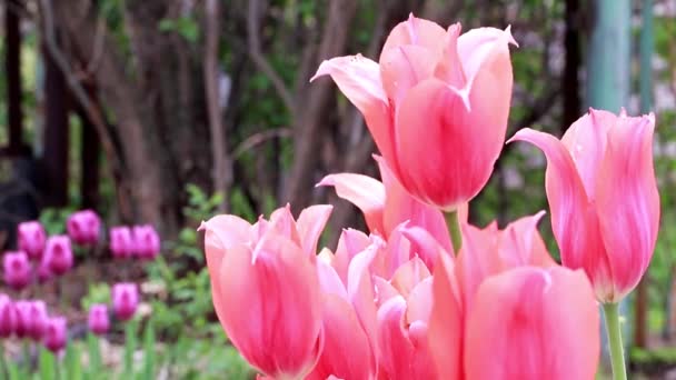 Beautiful Scarlet Flowers Tulips Garden Decoration — Stock Video