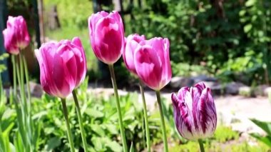 Bahçede güzel mor laleler