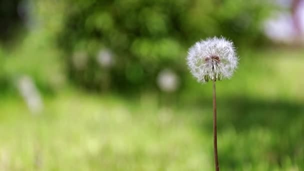 Hermoso Campo Diente León Césped Del Parque — Vídeos de Stock