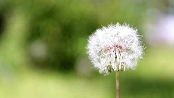 Hermoso Campo Diente León Césped Del Parque — Vídeo de stock