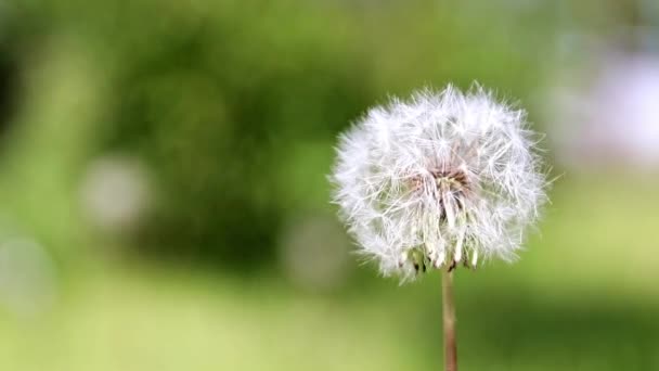 Hermoso Campo Diente León Césped Del Parque — Vídeo de stock