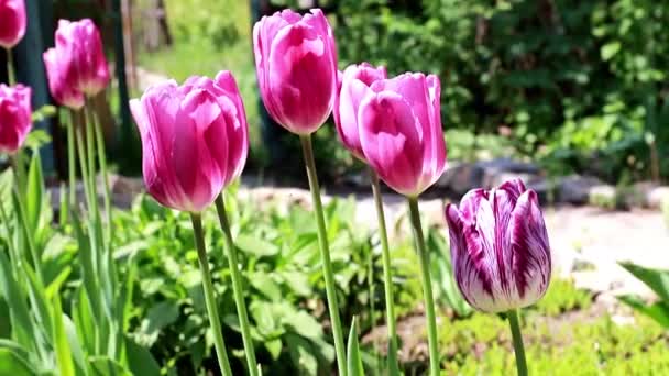 krásné fialové tulipány v zahradě