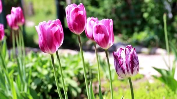 Красивые Фиолетовые Тюльпаны Саду — стоковое видео