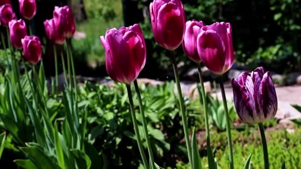 庭の美しい紫色のチューリップ — ストック動画