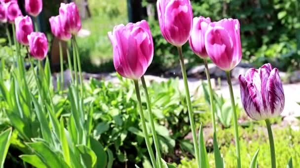 Schöne Lila Tulpen Garten — Stockvideo