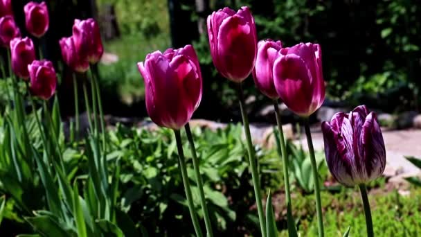 庭の美しい紫色のチューリップ — ストック動画
