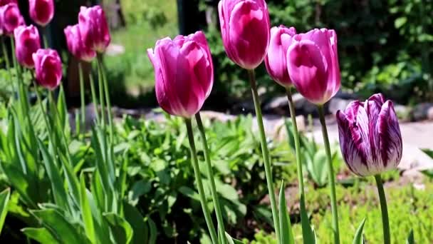 Schöne Lila Tulpen Garten — Stockvideo