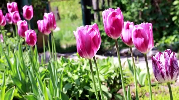 Belas Tulipas Roxas Jardim — Vídeo de Stock