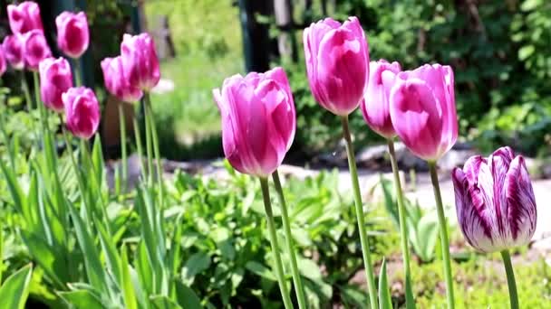 Hermosos Tulipanes Morados Jardín — Vídeos de Stock