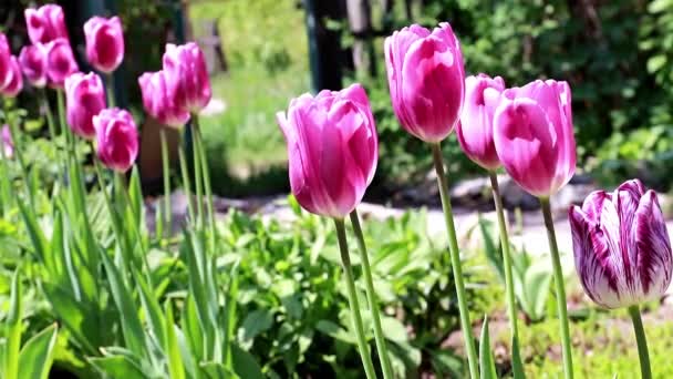 花园里美丽的紫色郁金香 — 图库视频影像