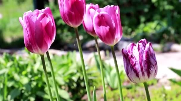 Bellissimi Tulipani Viola Giardino — Video Stock