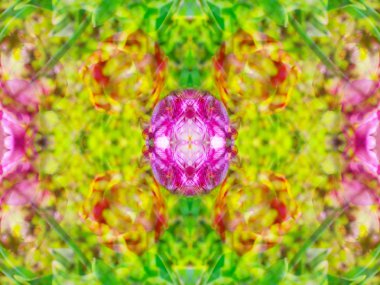 bitkilerin aynasında bir fotoğraf ile oluşturulan soyut görüntü