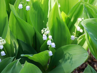 park çim üzerinde vadinin güzel orman çiçekleri zambaklar