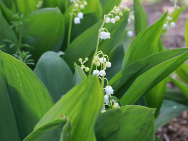 park çim üzerinde vadinin güzel orman çiçekleri zambaklar