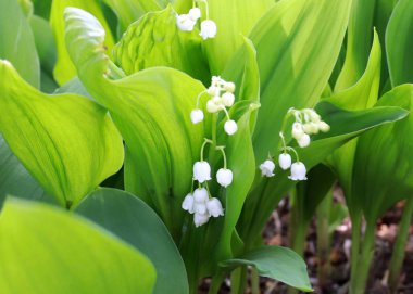 park çim üzerinde vadinin güzel orman çiçekleri zambaklar