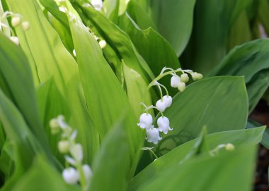 park çim üzerinde vadinin güzel orman çiçekleri zambaklar