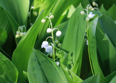 park çim üzerinde vadinin güzel orman çiçekleri zambaklar