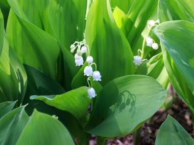 park çim üzerinde vadinin güzel orman çiçekleri zambaklar