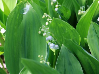 park çim üzerinde vadinin güzel orman çiçekleri zambaklar