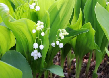 park çim üzerinde vadinin güzel orman çiçekleri zambaklar