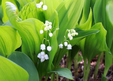 park çim üzerinde vadinin güzel orman çiçekleri zambaklar