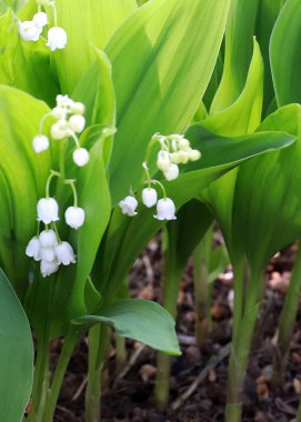 park çim üzerinde vadinin güzel orman çiçekleri zambaklar