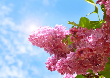 gökyüzüne karşı dalları üzerinde kırmızı leylak buketi