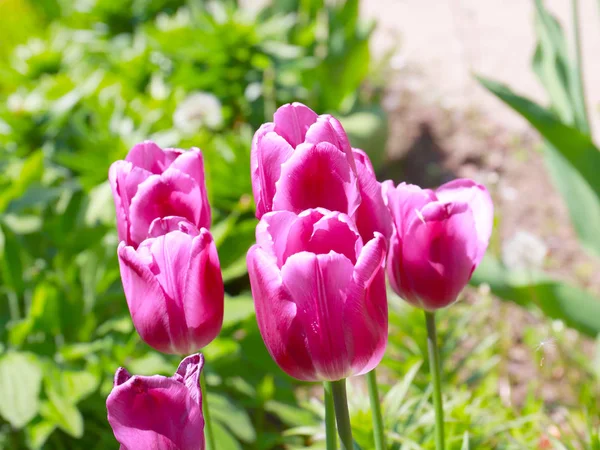 Прекрасный Сад Фиолетовые Тюльпаны Газоне Парка — стоковое фото