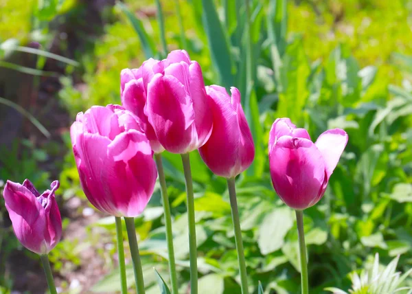 Прекрасный Сад Фиолетовые Тюльпаны Газоне Парка — стоковое фото