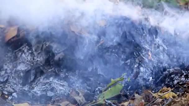 Rauch Und Flammen Eines Waldbrandes — Stockvideo