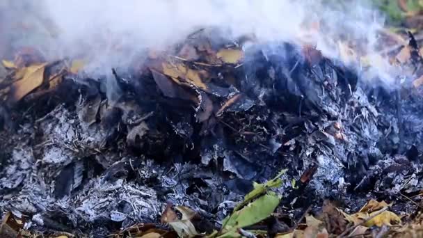 Fumo Fiamme Incendio Boschivo — Video Stock