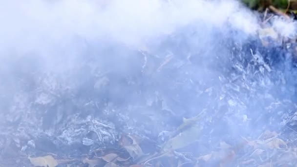 Fumaça Chamas Fogo Florestal — Vídeo de Stock