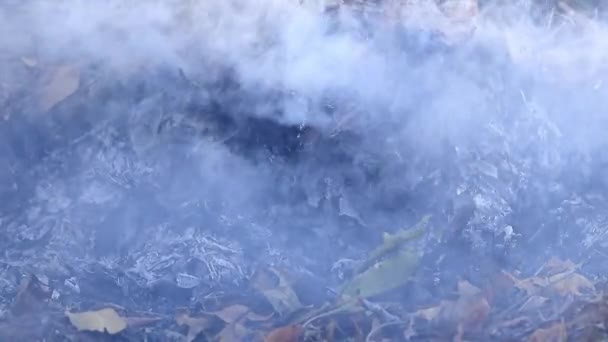 Füst Lángok Erdőtűz — Stock videók