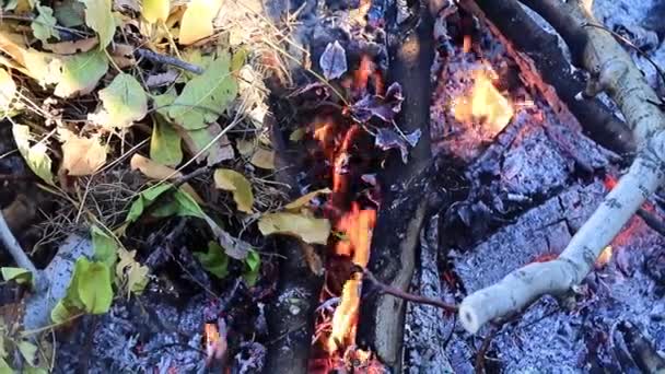 fumée et flammes d'un feu de forêt 