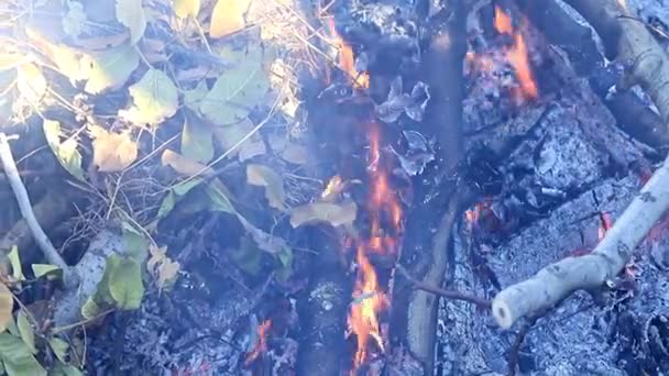 Duman Bir Orman Yangını Alevleri — Stok video