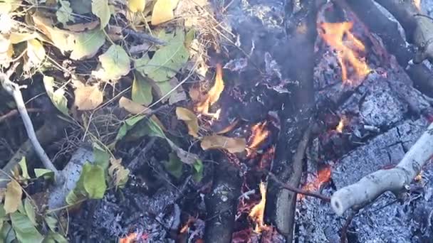 fumée et flammes d'un feu de forêt 