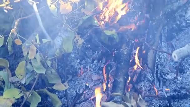 Fumée Flammes Feu Forêt — Video