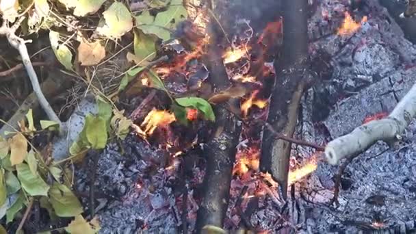 fumée et flammes d'un feu de forêt 