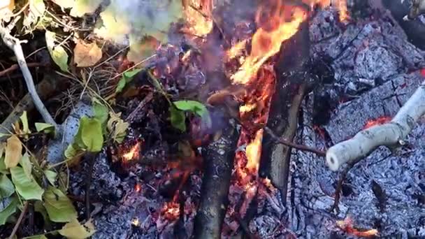 fumée et flammes d'un feu de forêt 