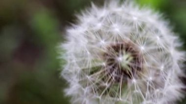 ihale alan çiçek karahindiba güneşli bir gün