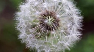 ihale alan çiçek karahindiba güneşli bir gün