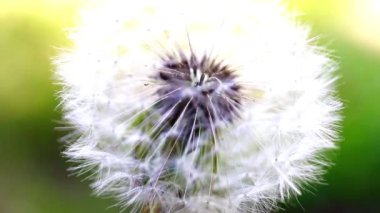 ihale alan çiçek karahindiba güneşli bir gün