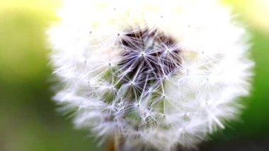 ihale alan çiçek karahindiba güneşli bir gün