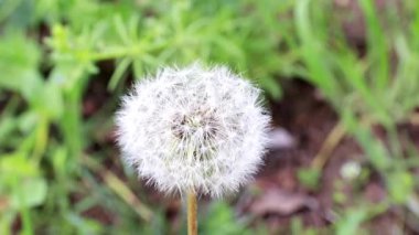 ihale alan çiçek karahindiba güneşli bir gün