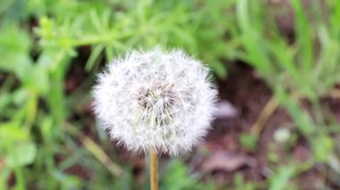 ihale alan çiçek karahindiba güneşli bir gün