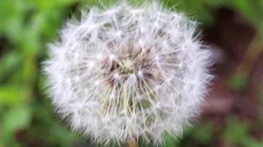 ihale alan çiçek karahindiba güneşli bir gün